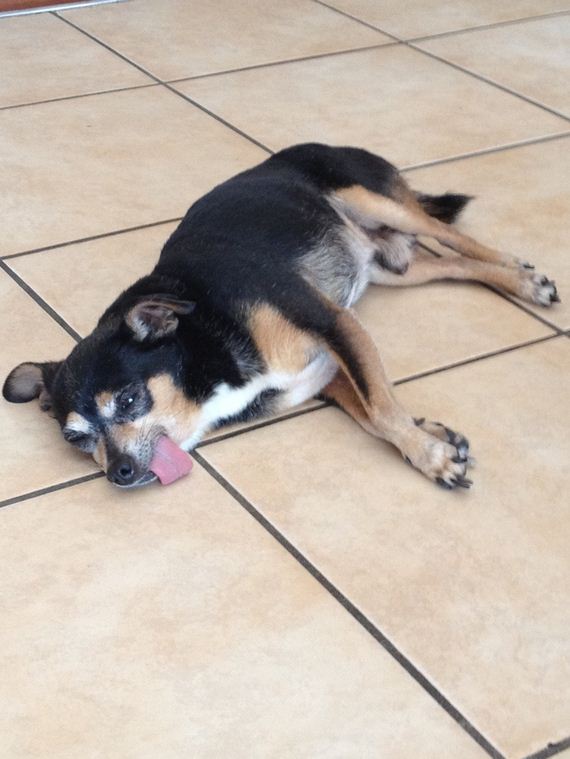 Animal-Tongues-That-Are-Control