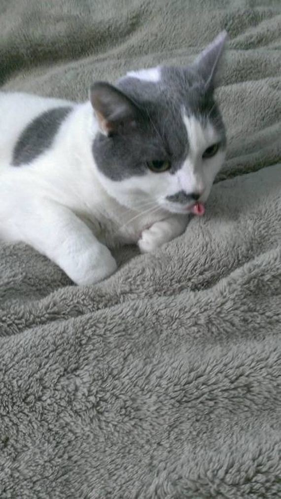Animal-Tongues-That-Are-Control