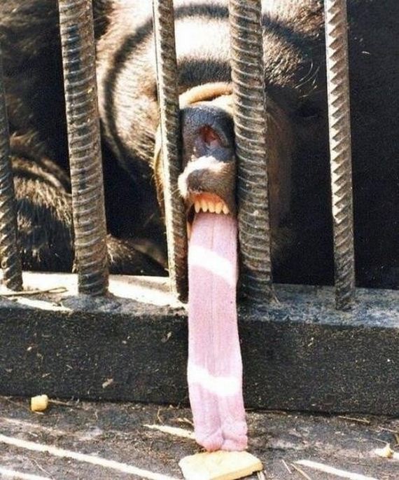 Animal-Tongues-That-Are-Control