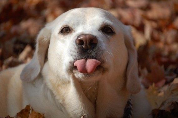 Animal-Tongues-That-Are-Control