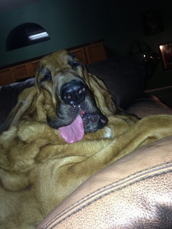 Animal-Tongues-That-Are-Control