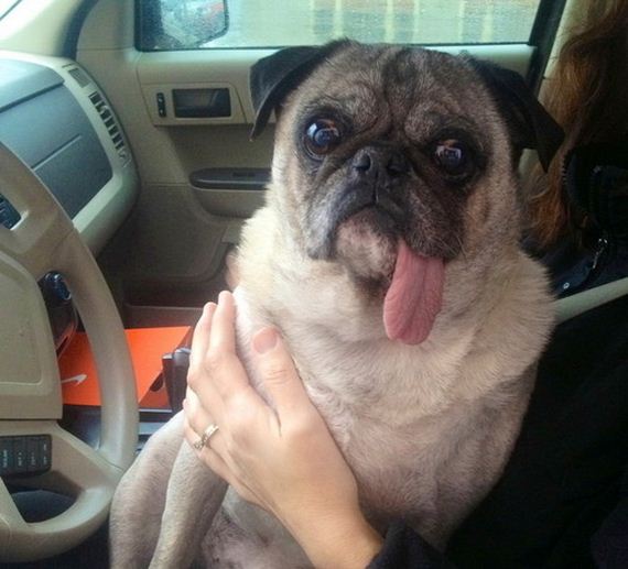 Animal-Tongues-That-Are-Control
