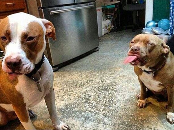 Animal-Tongues-That-Are-Control