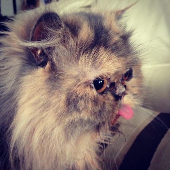Animal-Tongues-That-Are-Control