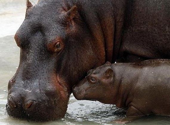 Animals-Demonstrating-Why-Mothers-Love