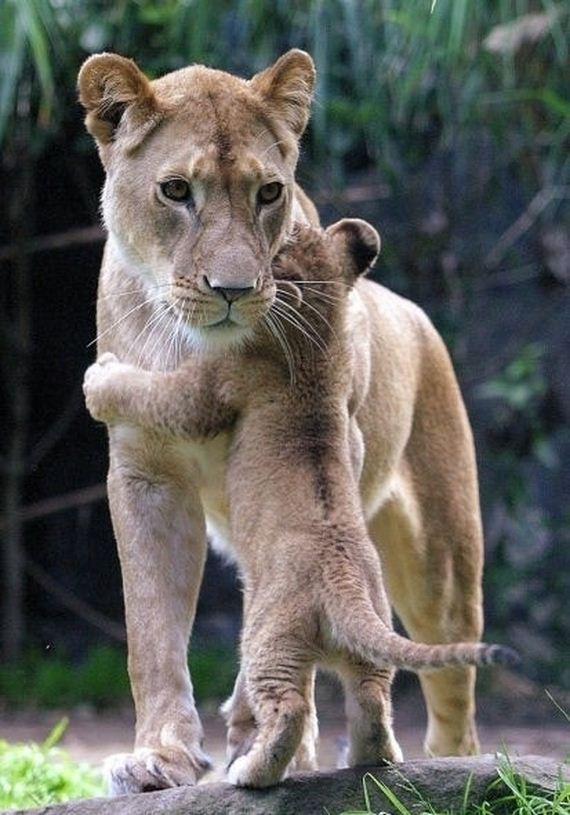 Animals-Demonstrating-Why-Mothers-Love