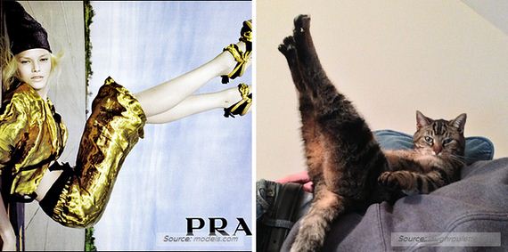 Awkward-Modeling-Poses-Acted-Cats