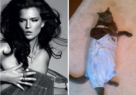 Awkward-Modeling-Poses-Acted-Cats