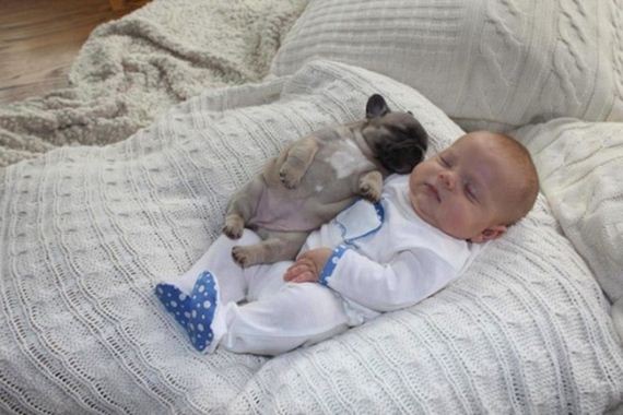 Baby-Covered-French-Bulldog
