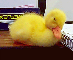 Baby-Ducks