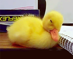 Baby-Ducks