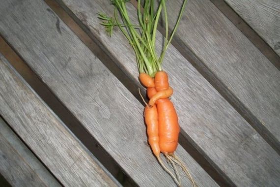 Best-Carrot-Hugs
