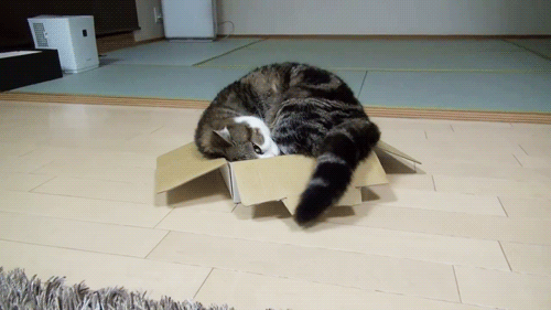 Cats-Boxes-gif