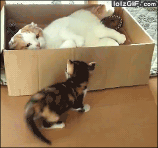 Cats-Boxes-gif