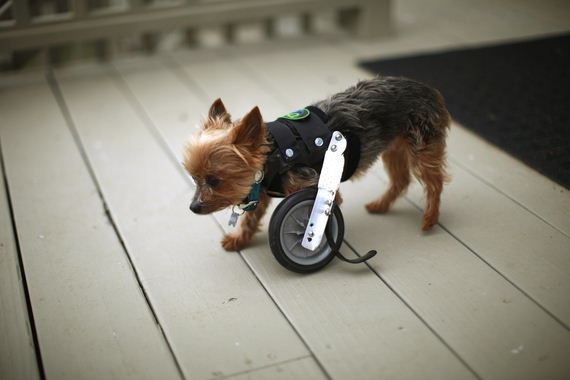 Cutest-Thing-On-One-Wheel