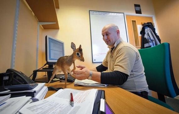 Dik-Dik