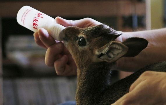 Dik-Dik