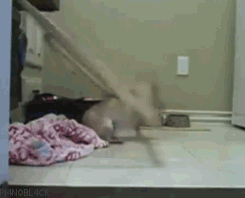 Dogs-That-Immediately-Regret