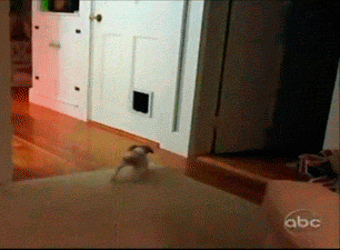 Dogs-That-Immediately-Regret