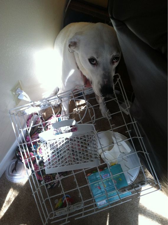Dogs-That-Immediately-Regret