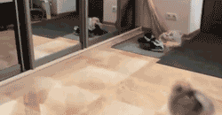 Dogs-That-Immediately-Regret
