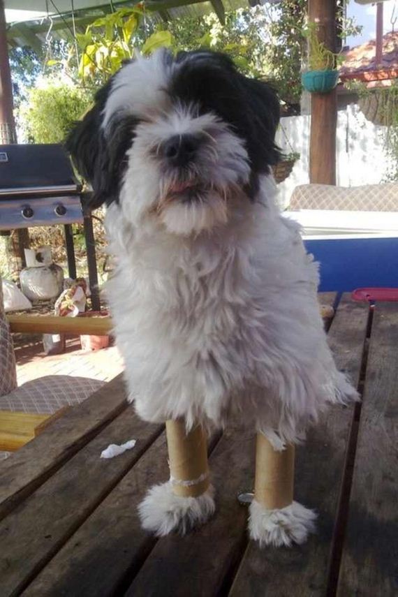 Dogs-That-Immediately-Regret