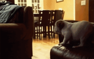 Dogs-That-Immediately-Regret