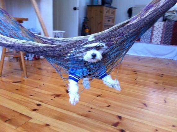 Dogs-That-Immediately-Regret