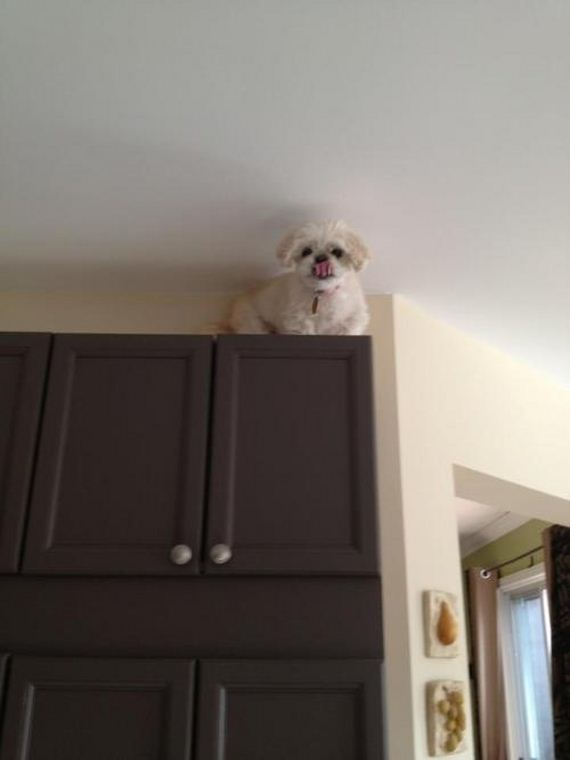 Dogs-That-Immediately-Regret