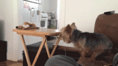 Dogs-That-Immediately-Regret