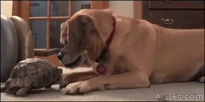 Dogs-That-Immediately-Regret