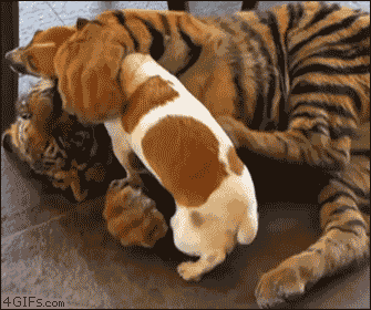 Dogs-That-Immediately-Regret