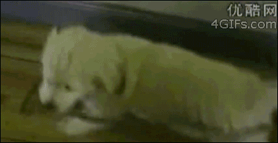Dogs-That-Immediately-Regret