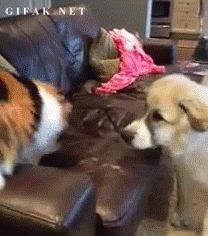 Dogs-That-Immediately-Regret
