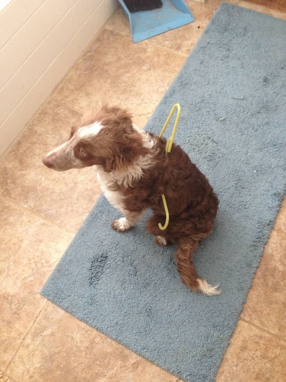 Dogs-That-Immediately-Regret