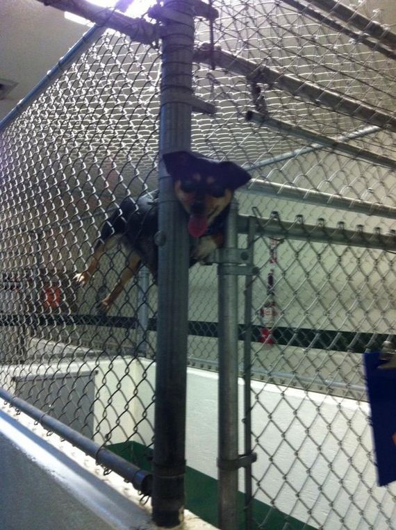 Dogs-That-Immediately-Regret