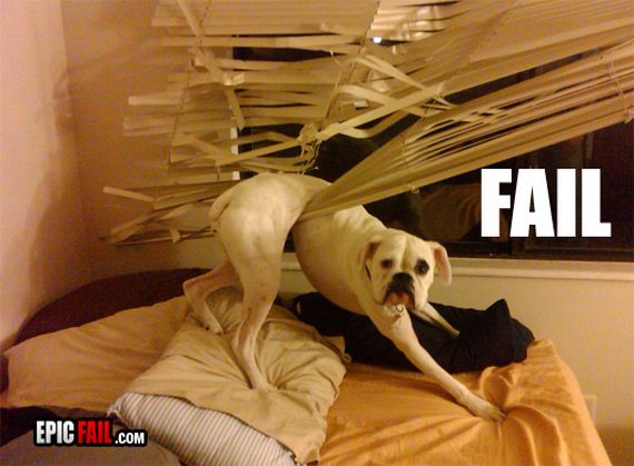 Dogs-That-Immediately-Regret