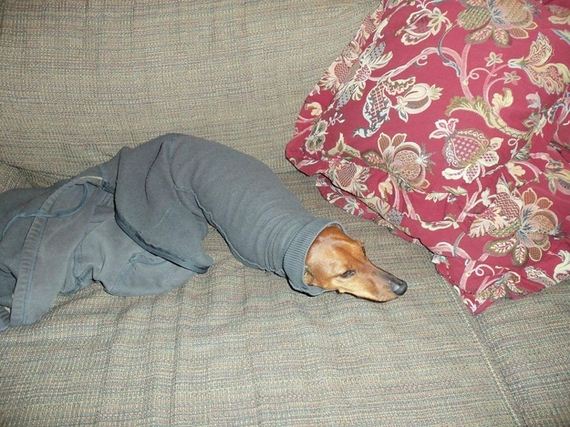Dogs-That-Immediately-Regret