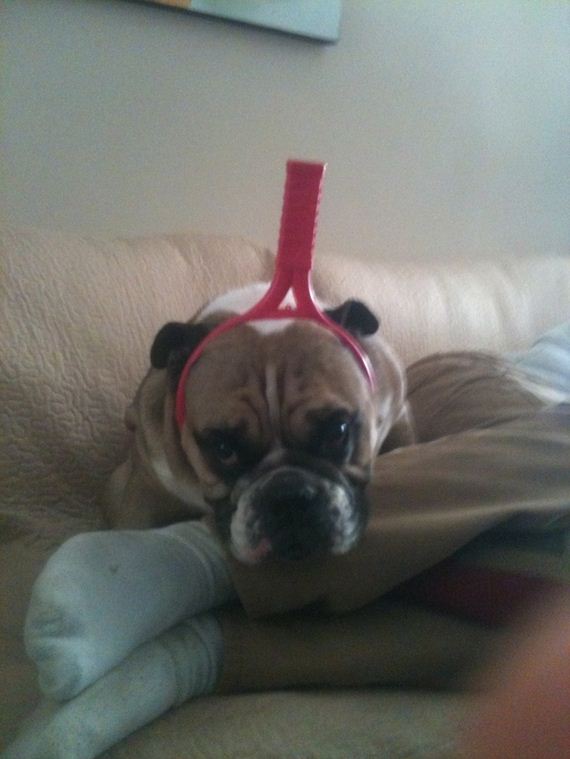 Dogs-That-Immediately-Regret
