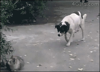 Dogs-That-Immediately-Regret
