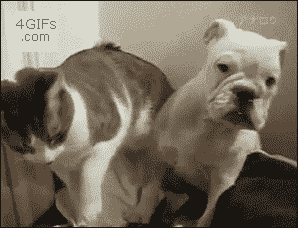 Dogs-That-Immediately-Regret
