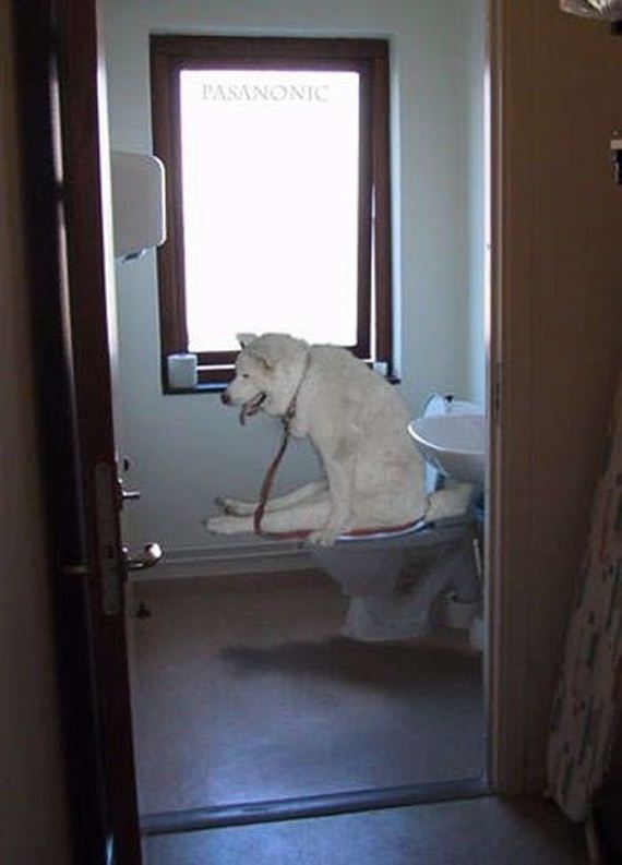 Dogs-That-Immediately-Regret