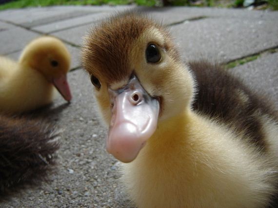 Duck-Duck-Goose