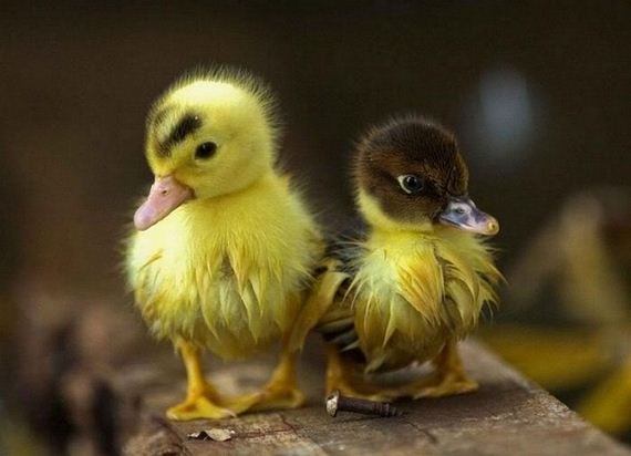 Duck-Duck-Goose