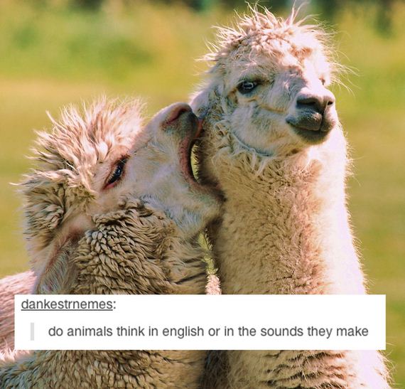 Everyday-Things-Tumblr-Will-Make-Question