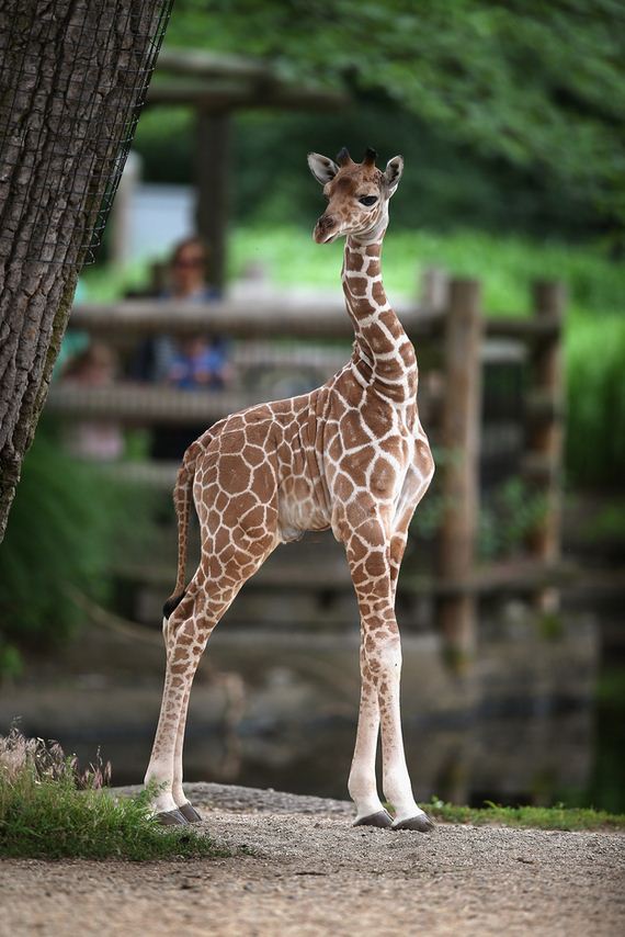 Four-Day-Weekend-With-Baby-Giraffes