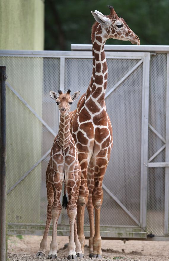 Four-Day-Weekend-With-Baby-Giraffes
