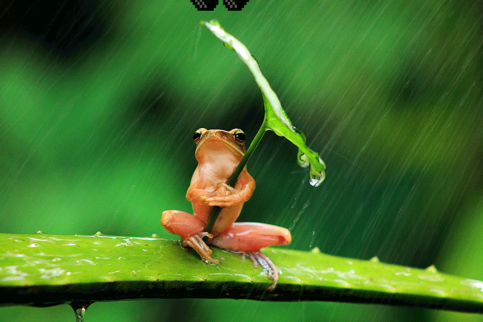 Frog-Using-Leaf-As-An-Umbrella