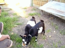 GIFs-Adorable-Fainting-Goats