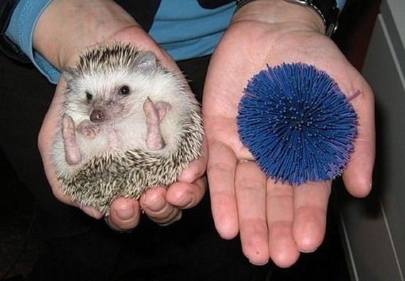 Hedgehogs-Things